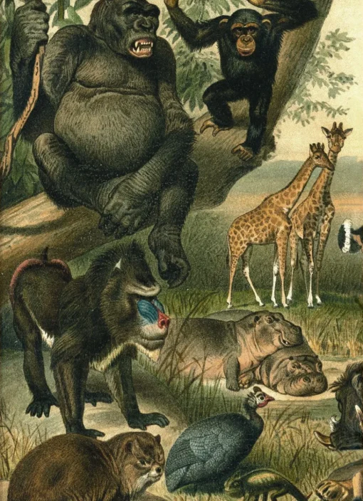 African Fauna 2910L