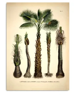 Attalea #3526