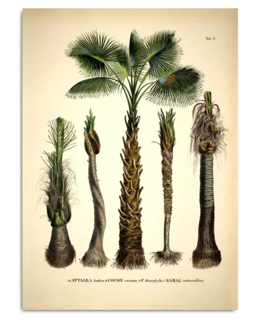 Attalea #3526