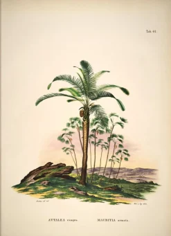 Attalea #3503