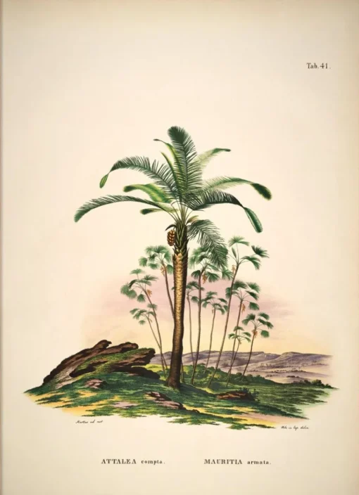 Attalea #3503