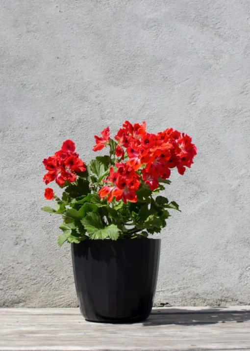 Berta Flowerpot