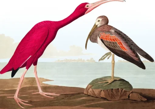 Birds of America