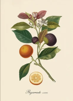 Bitter Orange #3617