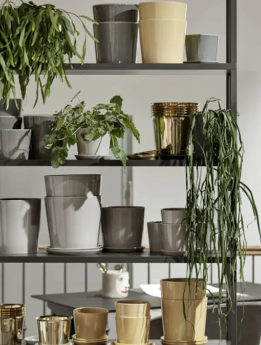 Botanical Family