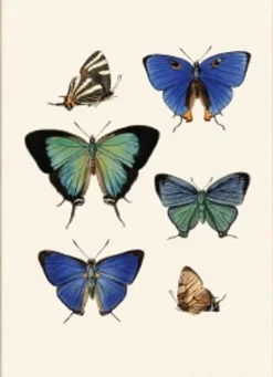 Butterflies #5414