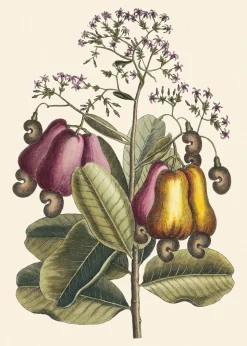 Cashew Tree #3407
