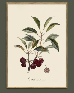 Cerise #3604