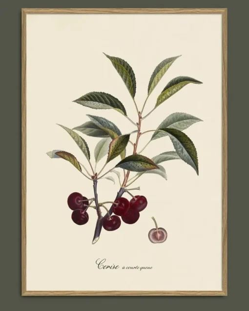 Cerise #3604