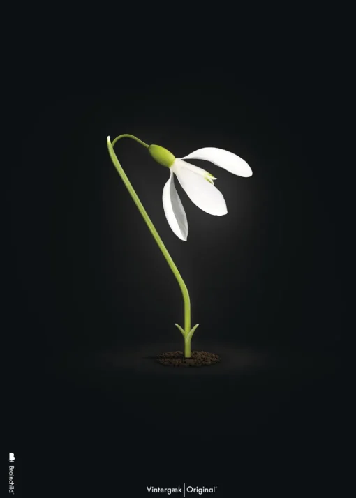Classic Snowdrop Poster - Black