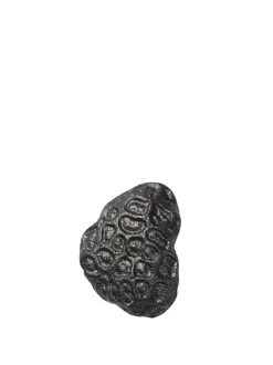 Comber Coral Hook
