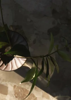 Cresco Propagation Vase (set of two)