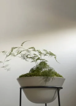 Daiza Planter