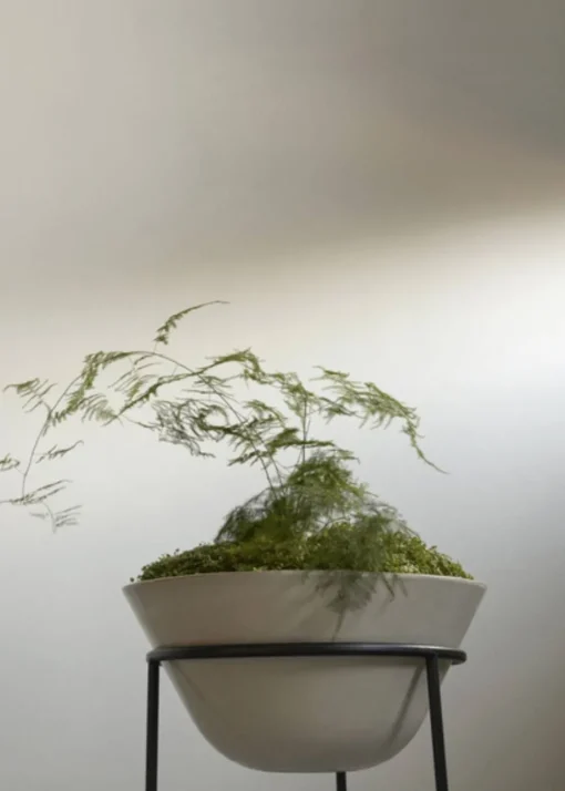 Daiza Planter
