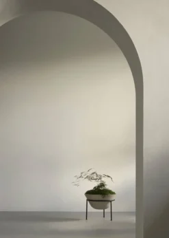 Daiza Planter