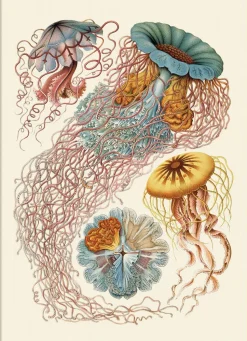 Discomedusae. Nature Poster #8200