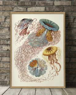 Discomedusae. Nature Poster #8200