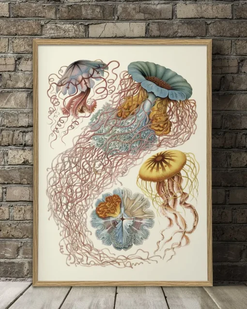 Discomedusae. Nature Poster #8200