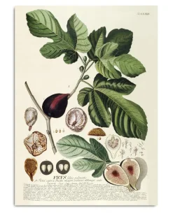 Ficus #3714