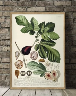 Ficus #3714
