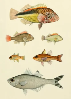Fishes