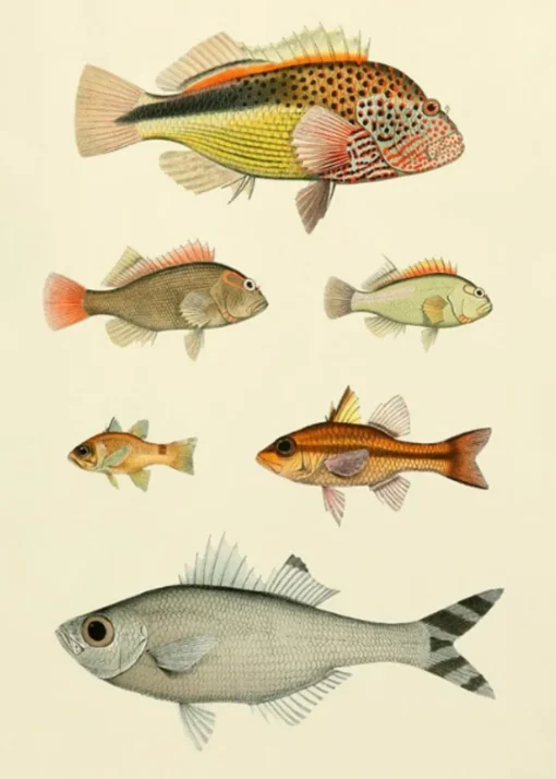 Fishes