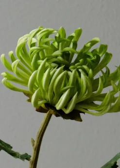 Flower stems