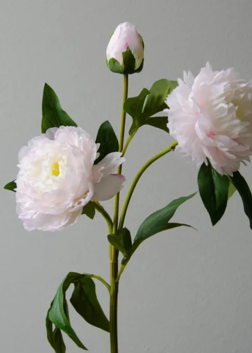 Flower stems