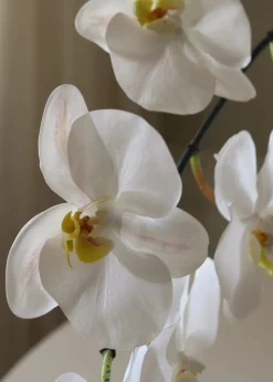 Flower stems