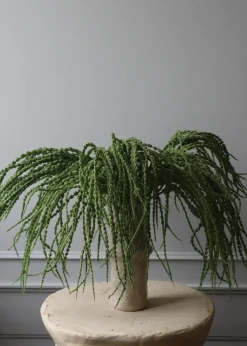 Flower stems