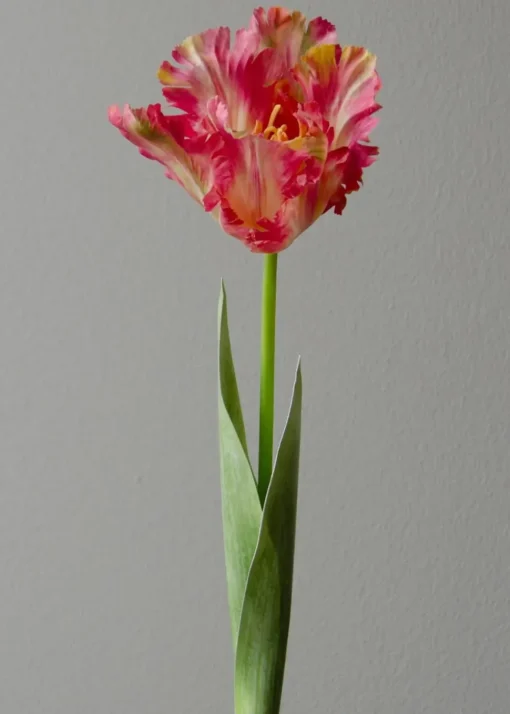 Flower stems