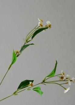 Flower stems