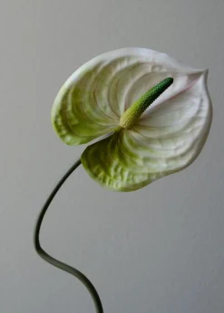 Flower stems