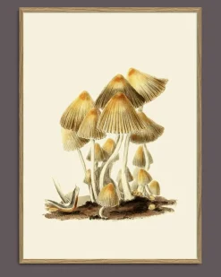 Fungi #2101
