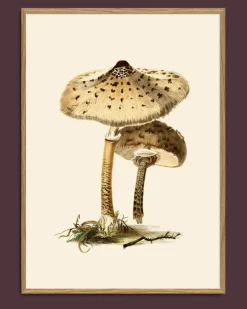 Fungi #2100