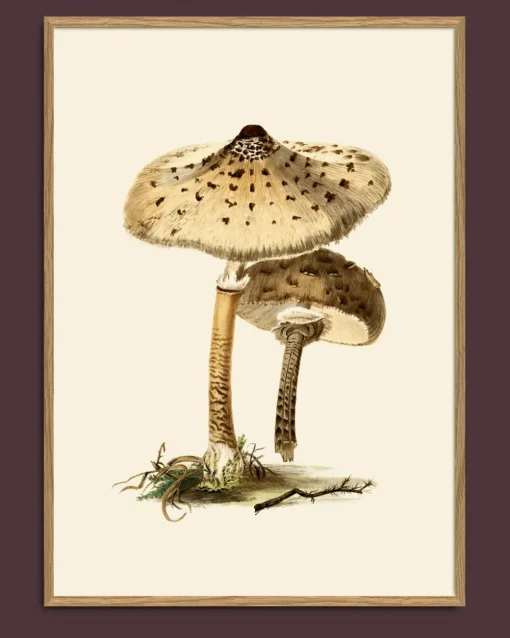 Fungi #2100