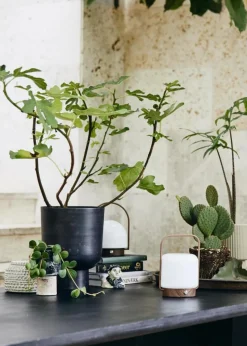 GALOA planter