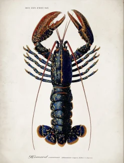GOLDEN LOBSTER