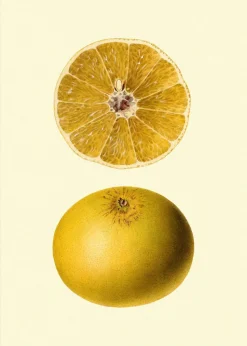 Grapefruit open & closed #5812
