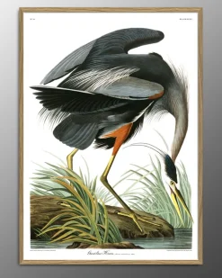 Great Blue Heron. Print #6501