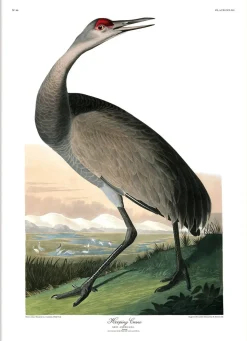 Hopping Crane #6519