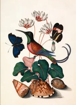 HUMMINGBIRD, BUTTERFLIES & FLOWERS