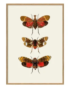 Insectum #5400