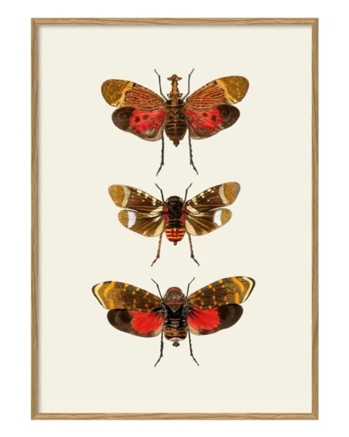 Insectum #5400