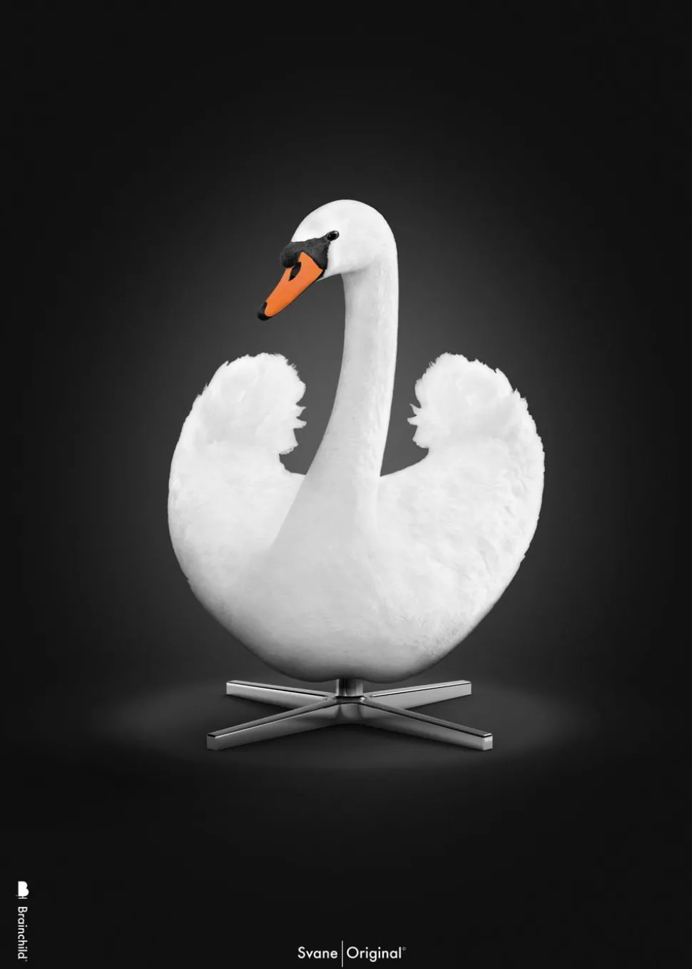 Klassisk – Sort baggrund – Hvid svane