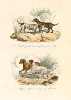 LE DOGUE