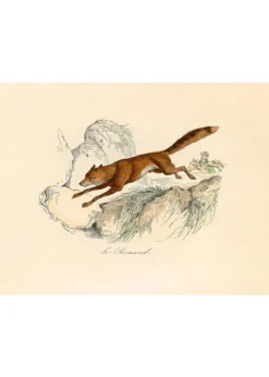 LE RENARD