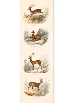 LES CERVIDÉS