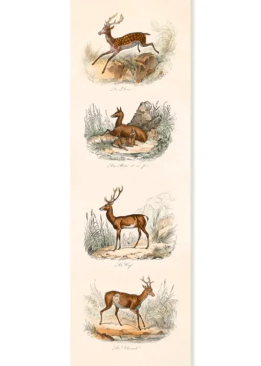 LES CERVIDÉS