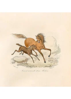 LES CHEVAUX